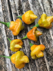 Pointed Mustard Habanero (Pepper Seeds)