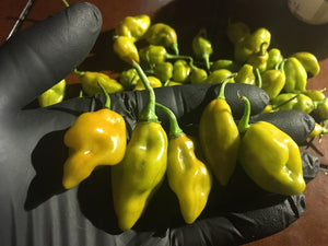 Pimenta Mustard Habanero (Pepper Seeds)