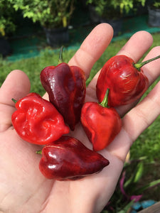 Purple Uprising Red (Pepper Seeds)