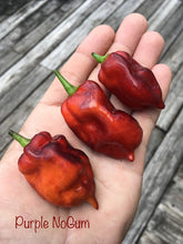 Load image into Gallery viewer, Purple Uprising Red (Pepper Seeds)