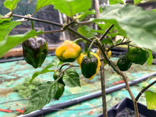 Load image into Gallery viewer, Purple NoGum Yellow (Pepper Seeds)