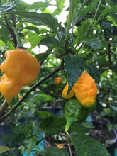 Load image into Gallery viewer, 7 Pot Primo Orange (Pepper Seeds)