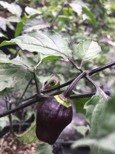 Puma Peach Habanero T-E (Pepper Seeds)
