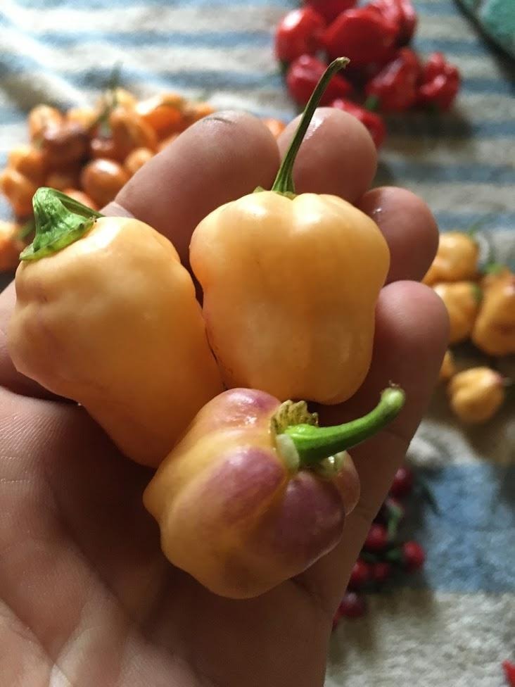 Puma Peach Habanero (GL) (Pepper Seeds)