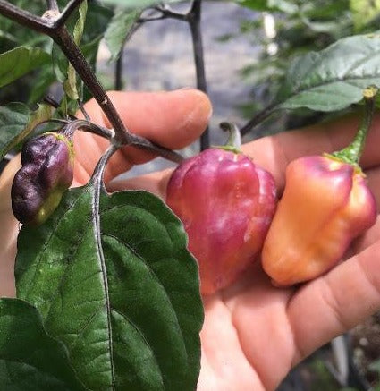 Puma Peach Habanero T-E (Pepper Seeds)