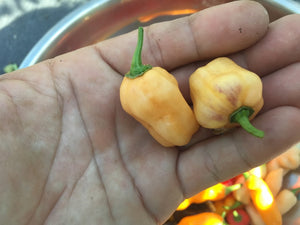 Puma Peach Habanero (GL) (Pepper Seeds)