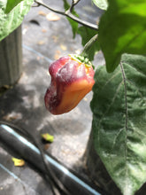 Load image into Gallery viewer, Puma Peach Habanero T-E (Pepper Seeds)