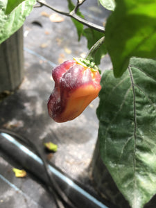 Puma Peach Habanero T-E (Pepper Seeds)