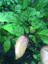 Load image into Gallery viewer, Pimenta Puma Red (Pepper Seeds)
