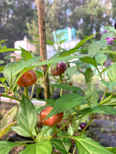 Load image into Gallery viewer, Purple Pumpkin Cili (Pepper Seeds)
