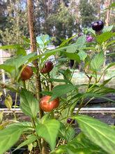 Load image into Gallery viewer, Purple Pumpkin Cili (Pepper Seeds)