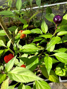 Purple Pumpkin Cili (Pepper Seeds)