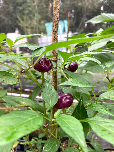 Purple Pumpkin Cili (Pepper Seeds)