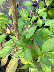 Purple Pumpkin Cili (Pepper Seeds)