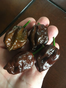 Pseudonaja (Pepper Seeds)
