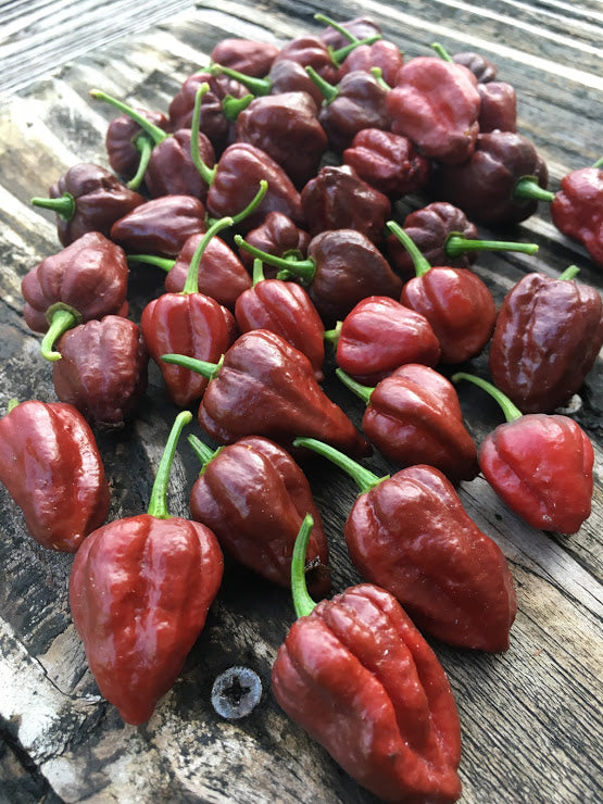 Pseudonaja (Pepper Seeds)
