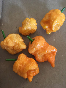 Pseudo Spiral Orange (Pepper Seeds)