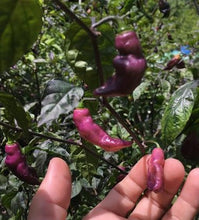 Load image into Gallery viewer, Pink Tiger (Dark)(Pepper Seeds)