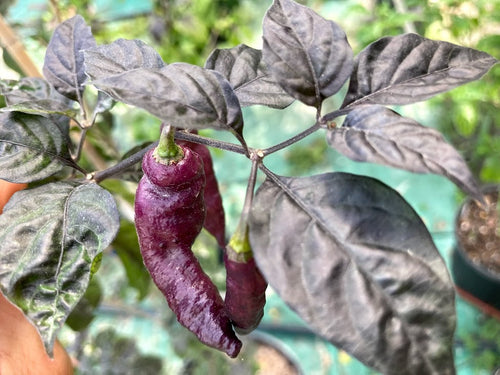 Pink Tiger (Dark)(Pepper Seeds)