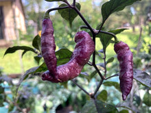 Load image into Gallery viewer, Pink Tiger (Dark)(Pepper Seeds)