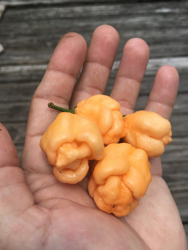 Pink Murupi Moruga (Pepper Seeds)