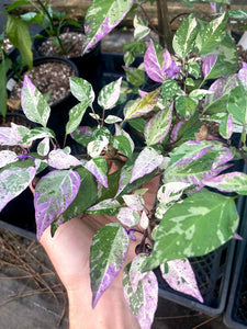 Purple Tiger x Uchu Cream (Pepper Seeds)