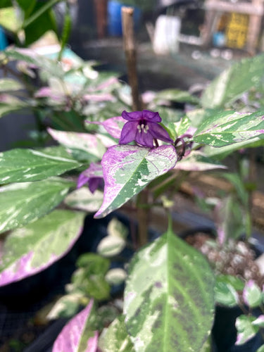 Purple Tiger x Uchu Cream (Pepper Seeds)