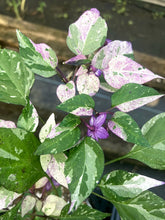 Load image into Gallery viewer, Purple Tiger x Uchu Cream (Pepper Seeds)