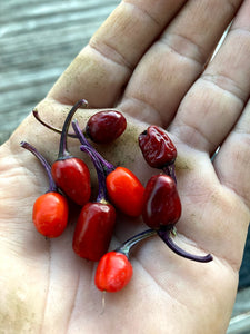 Purple Tiger x Uchu Cream (Pepper Seeds)