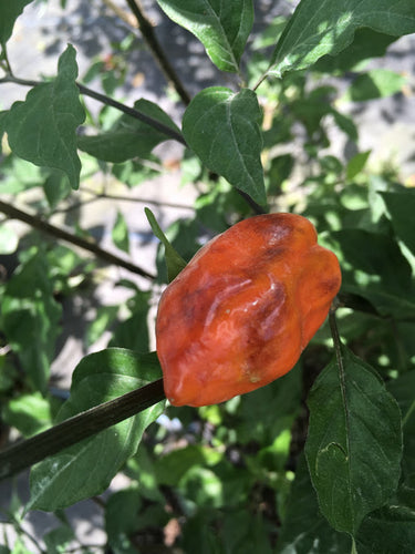 Purple Uprising Orange (OG)(Pepper Seeds)