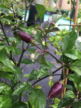 Load image into Gallery viewer, Purple Uprising Orange (OG)(Pepper Seeds)