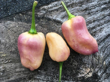 Load image into Gallery viewer, Purple Uprising Peach (Pepper Seeds)