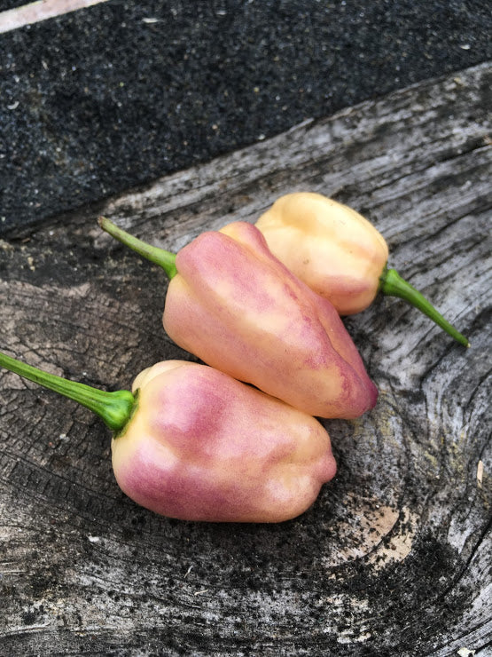Purple Uprising Peach (Pepper Seeds)