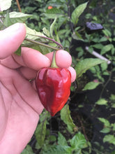 Load image into Gallery viewer, Purple Uprising Red (Pepper Seeds)