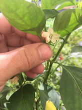 Load image into Gallery viewer, Purira (Pepper Seeds)