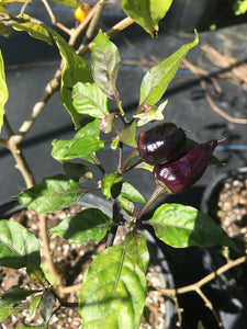 Purple Uprising Red (Pepper Seeds)