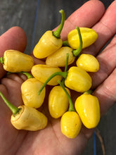 Load image into Gallery viewer, Peruvian White Habanero (Pepper Seeds)