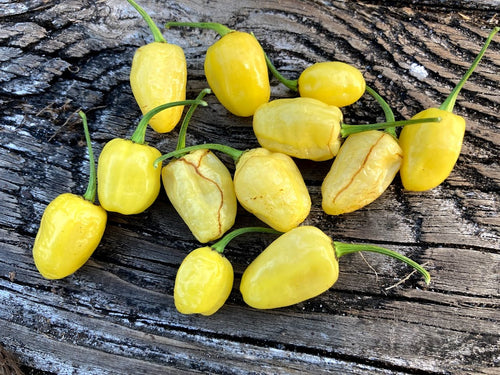 Peruvian White Habanero (Pepper Seeds)