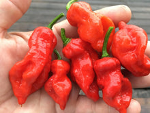 Load image into Gallery viewer, Primo &quot;X&quot; Red (Pepper Seeds)