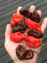 Load image into Gallery viewer, Primo &quot;X&quot; Chocolate (Pepper Seeds)