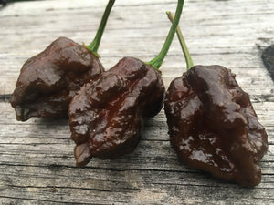 Primo "X" x Douglah (Pepper Seeds)