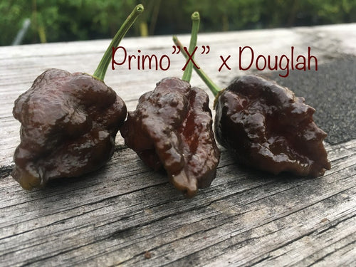 Primo 