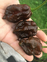 Load image into Gallery viewer, Primo &quot;X&quot; x Douglah (Pepper Seeds)