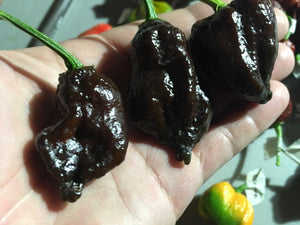 Primo "X" x Douglah (Pepper Seeds)