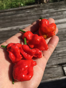 Primo "X" Red (Pepper Seeds)