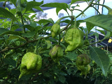 Load image into Gallery viewer, 7 Pot Primo Yellow (Pepper Seeds)