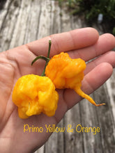 Load image into Gallery viewer, 7 Pot Primo Yellow (Pepper Seeds)