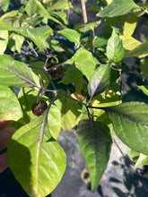 Load image into Gallery viewer, Roxa Lantern Black Cherry (Pepper Seeds)