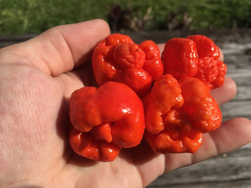 Scorpion Large RFC (Pepper Seeds)