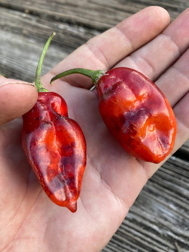 Red Horizon (Pepper Seeds)